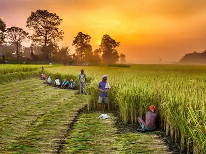 प्रेम की फसल